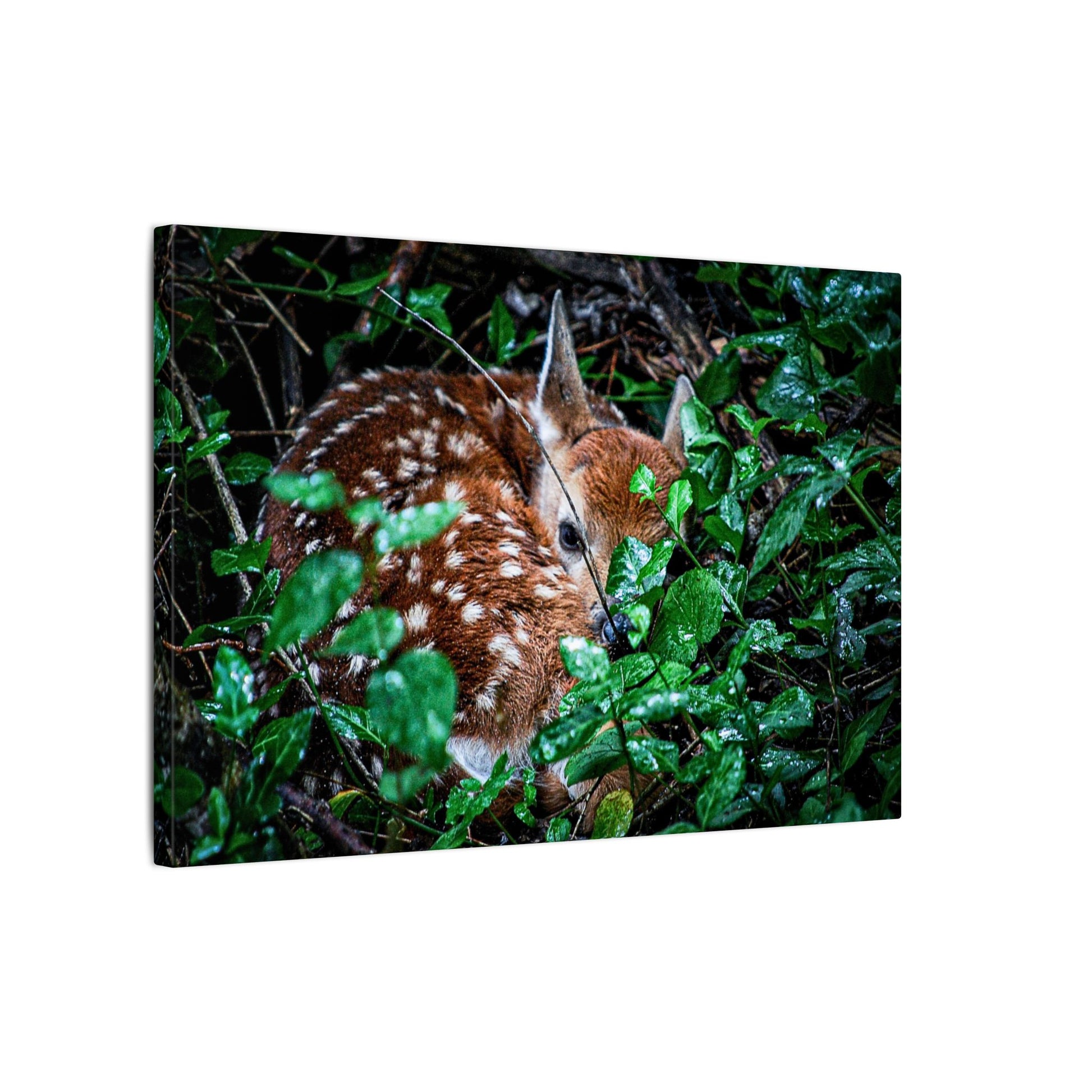Sweet Dreams Faewood Fawn Stretched Canvas