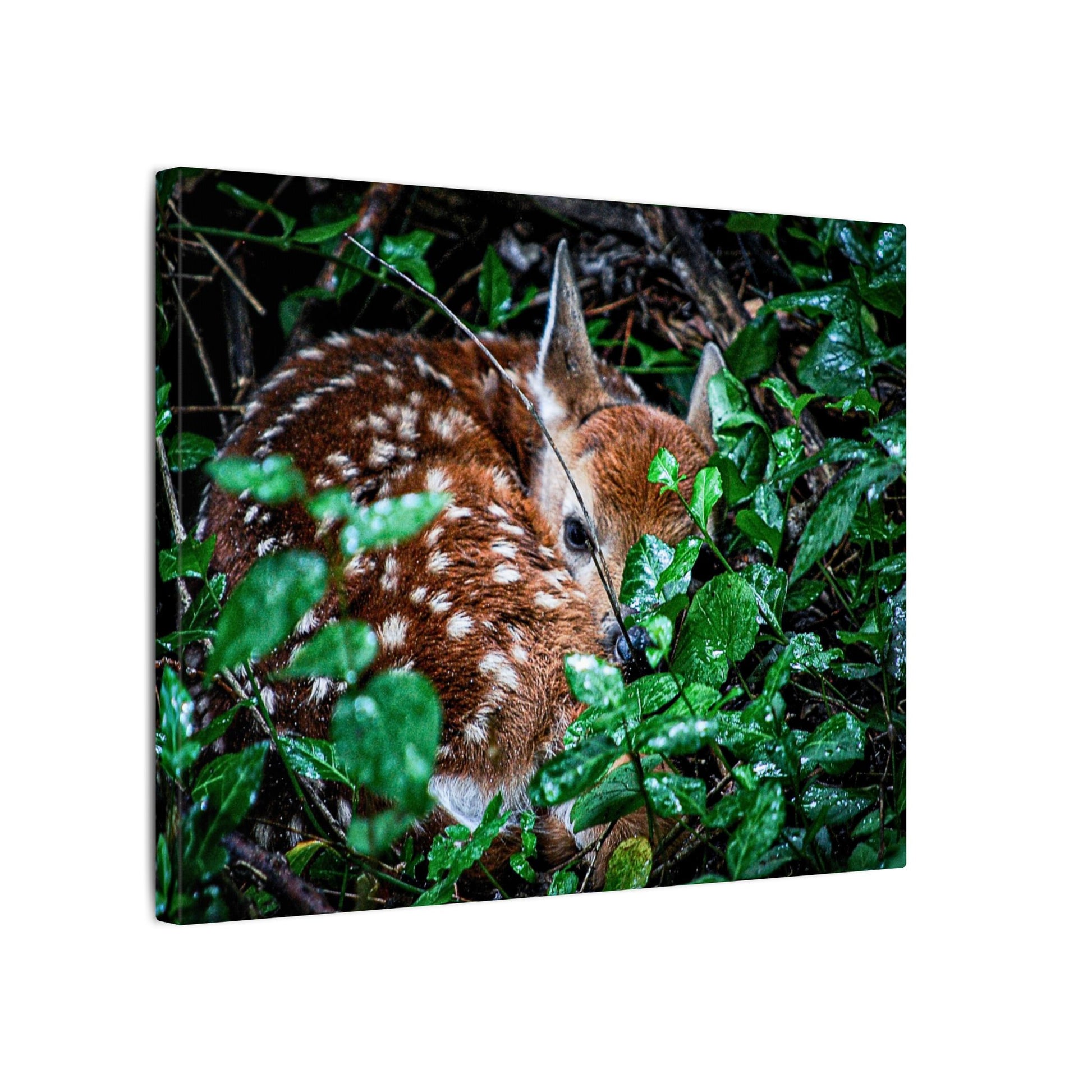 Sweet Dreams Faewood Fawn Stretched Canvas