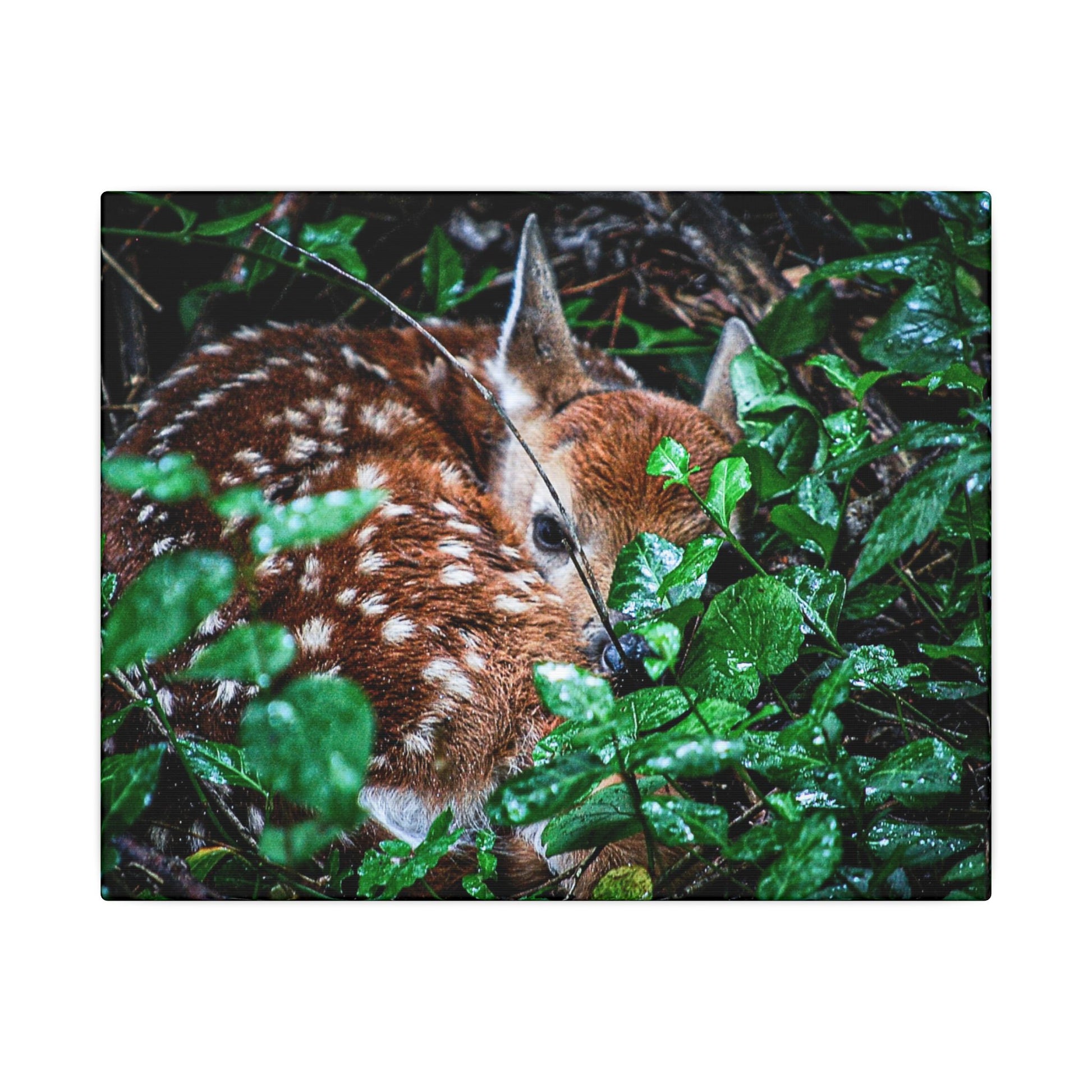 Sweet Dreams Faewood Fawn Stretched Canvas