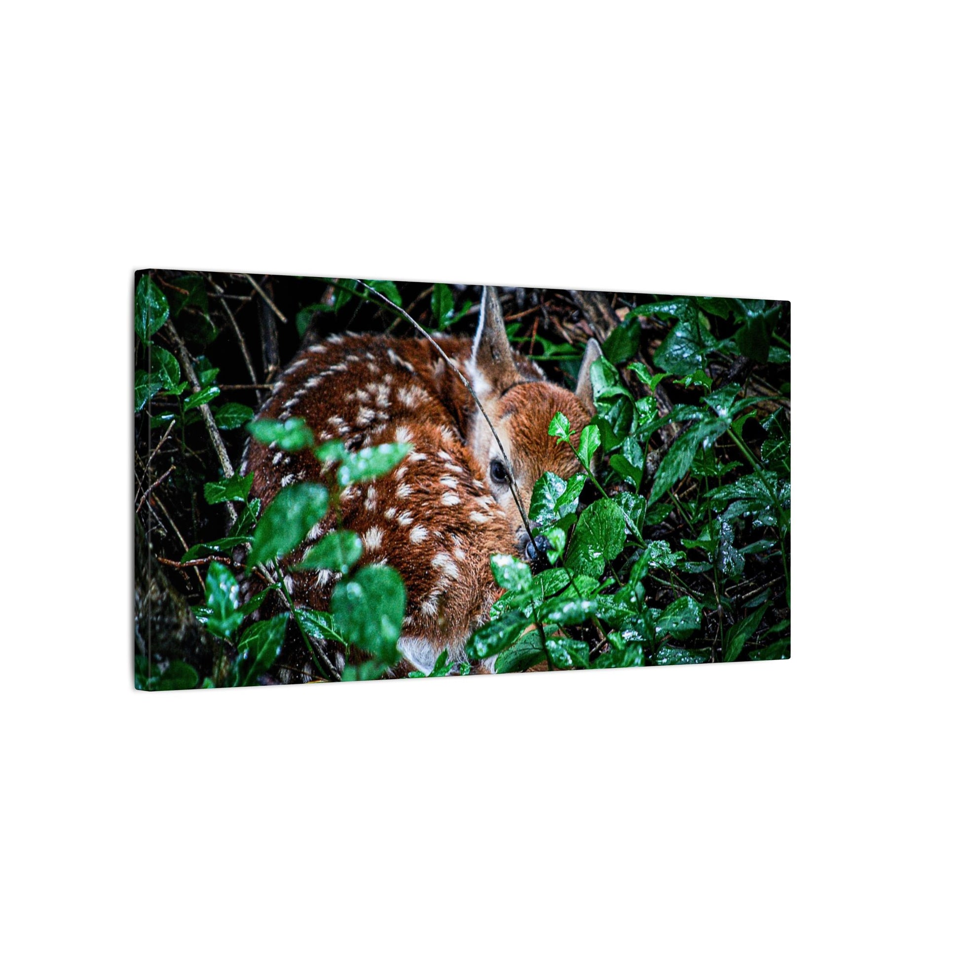 Sweet Dreams Faewood Fawn Stretched Canvas