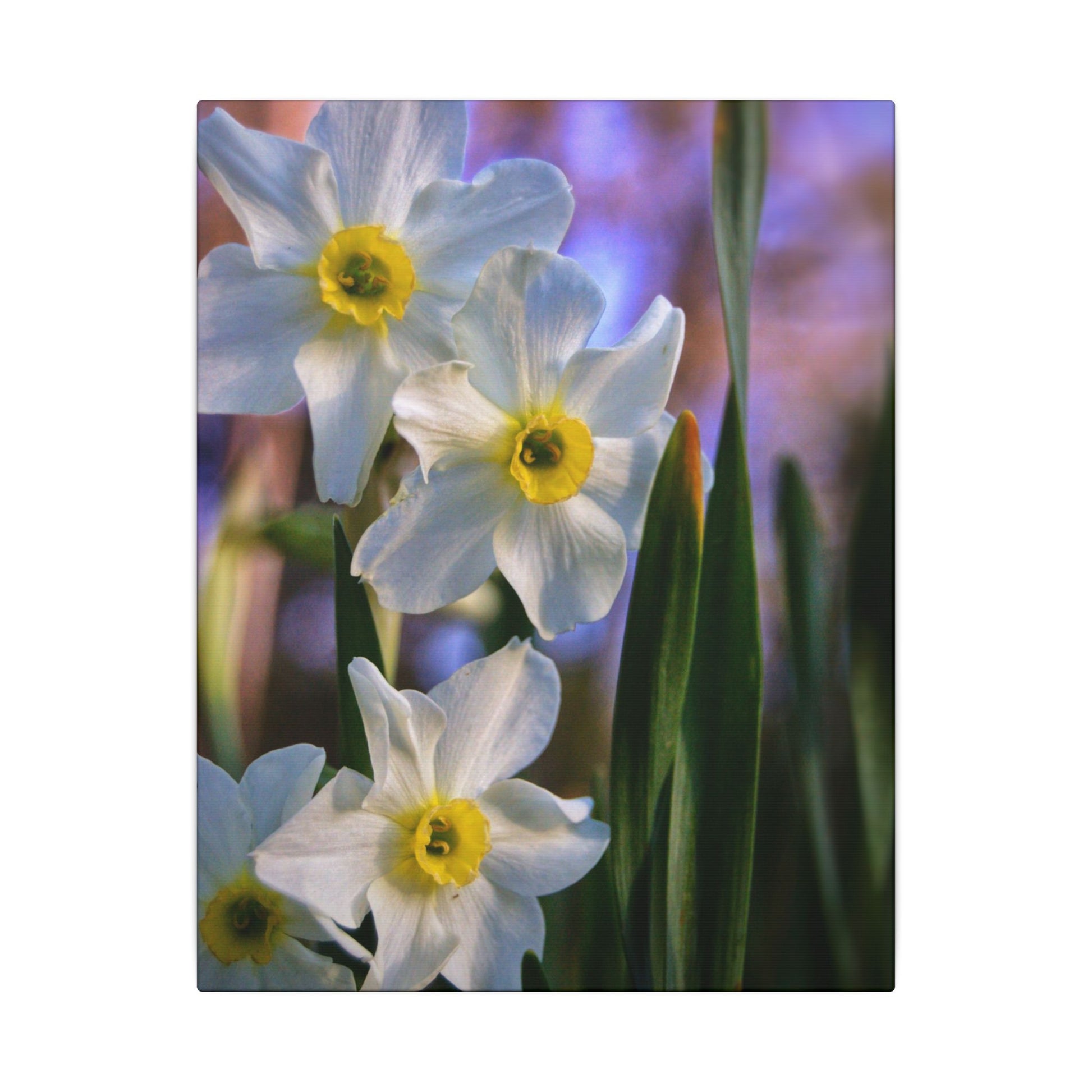 Daffodil Floral Canvas