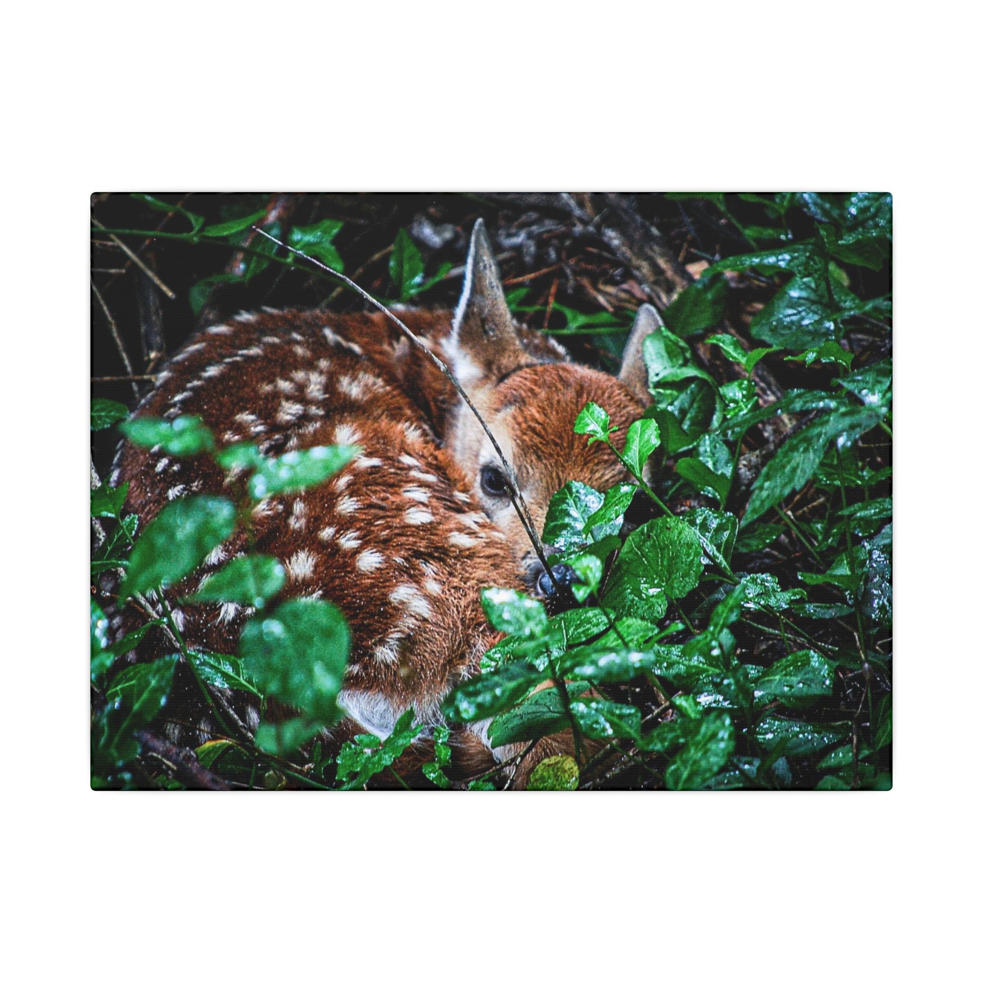 Sweet Dreams Faewood Fawn Stretched Canvas