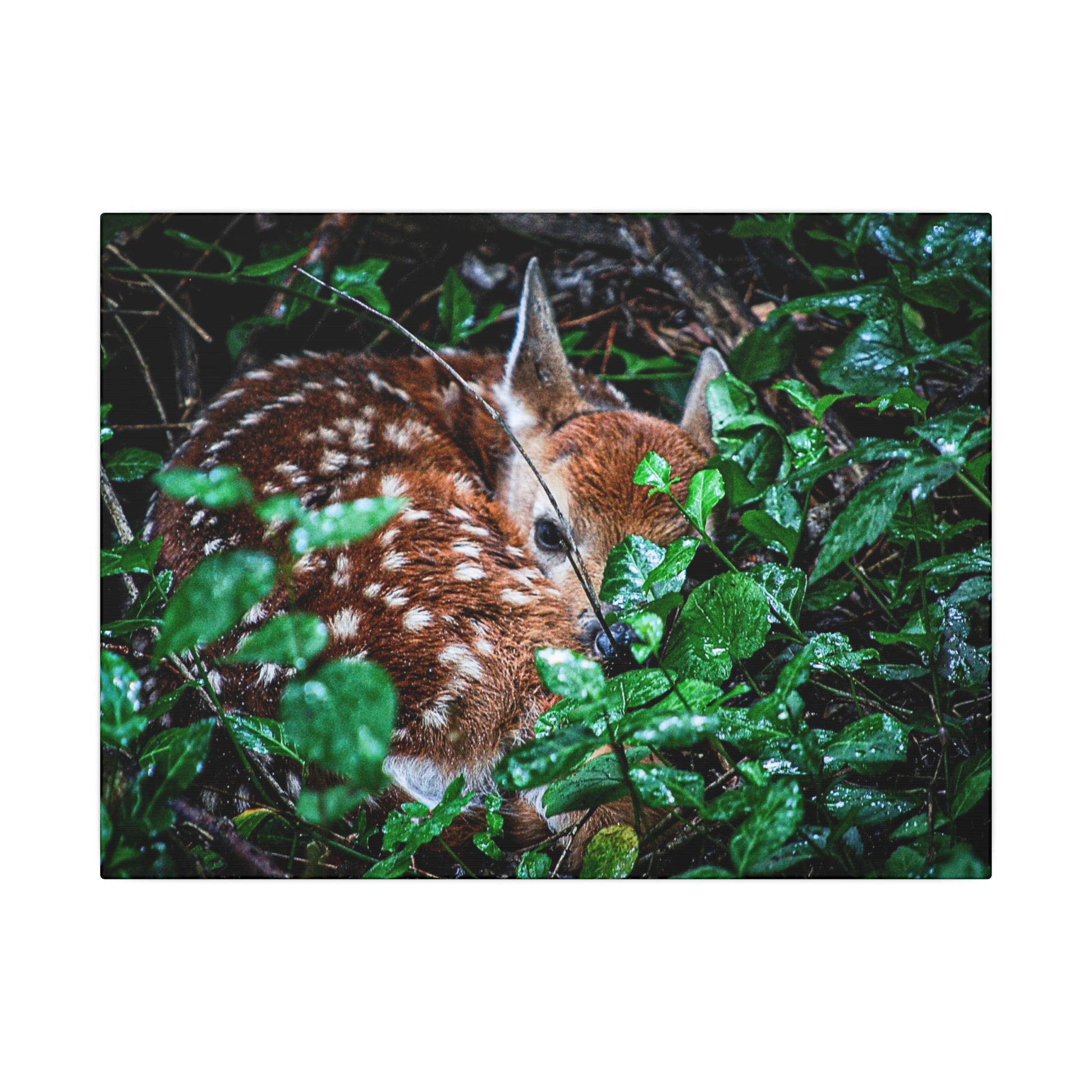 Sweet Dreams Faewood Fawn Stretched Canvas