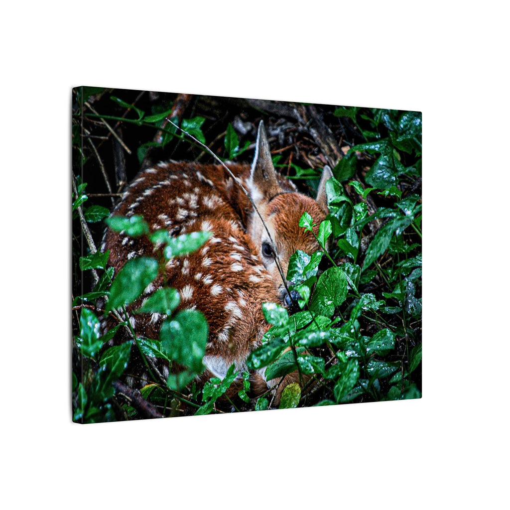 Sweet Dreams Faewood Fawn Stretched Canvas