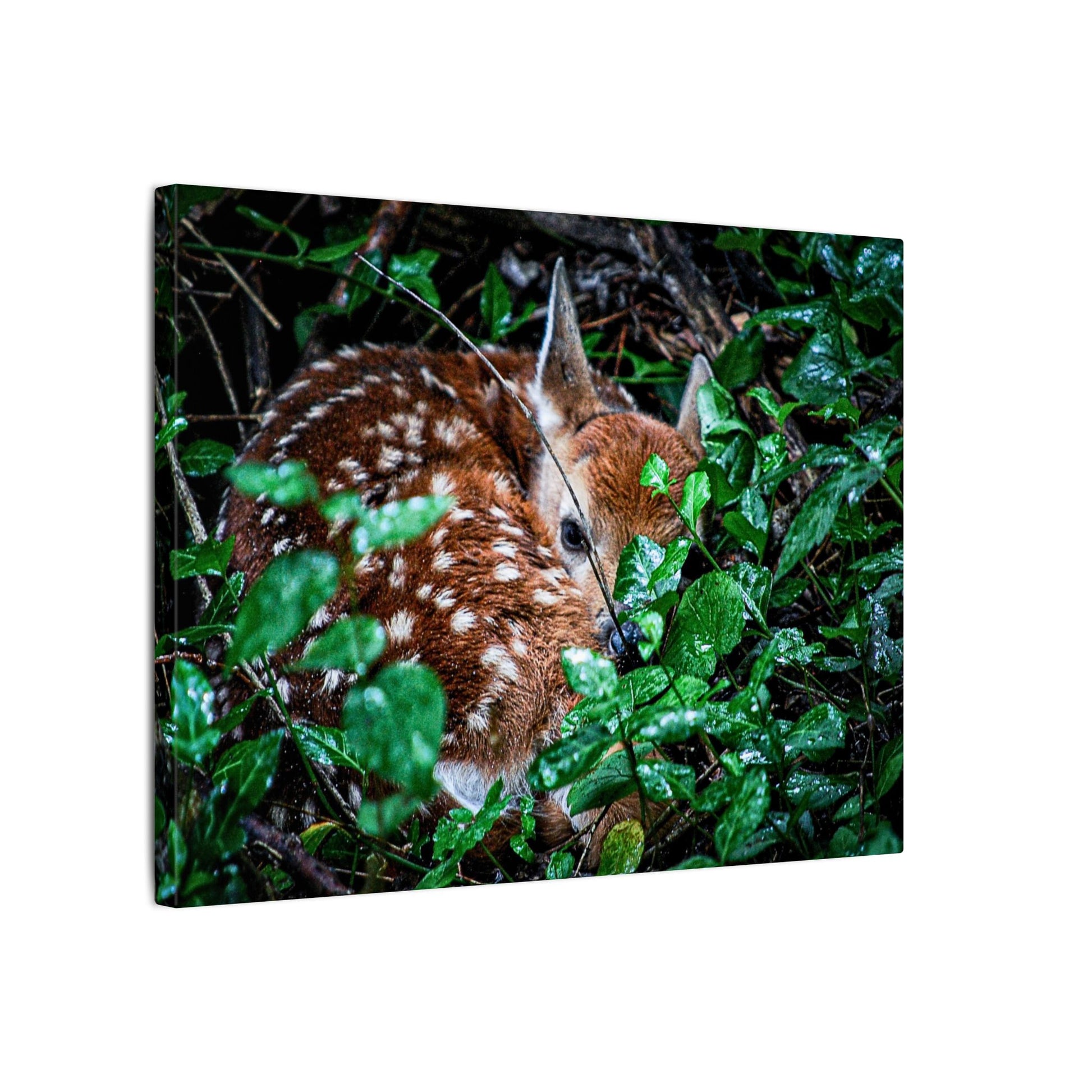Sweet Dreams Faewood Fawn Stretched Canvas