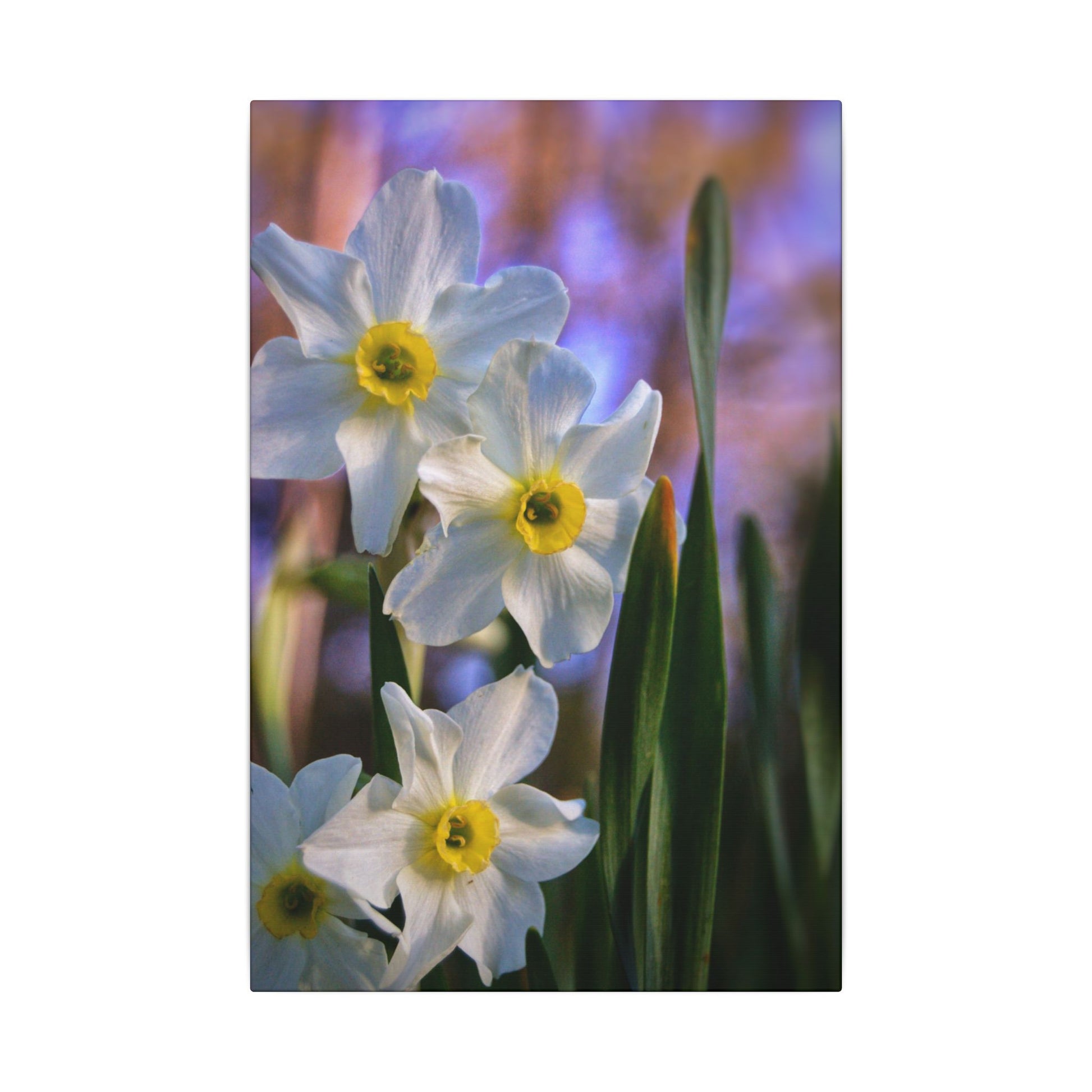 Daffodil Floral Canvas