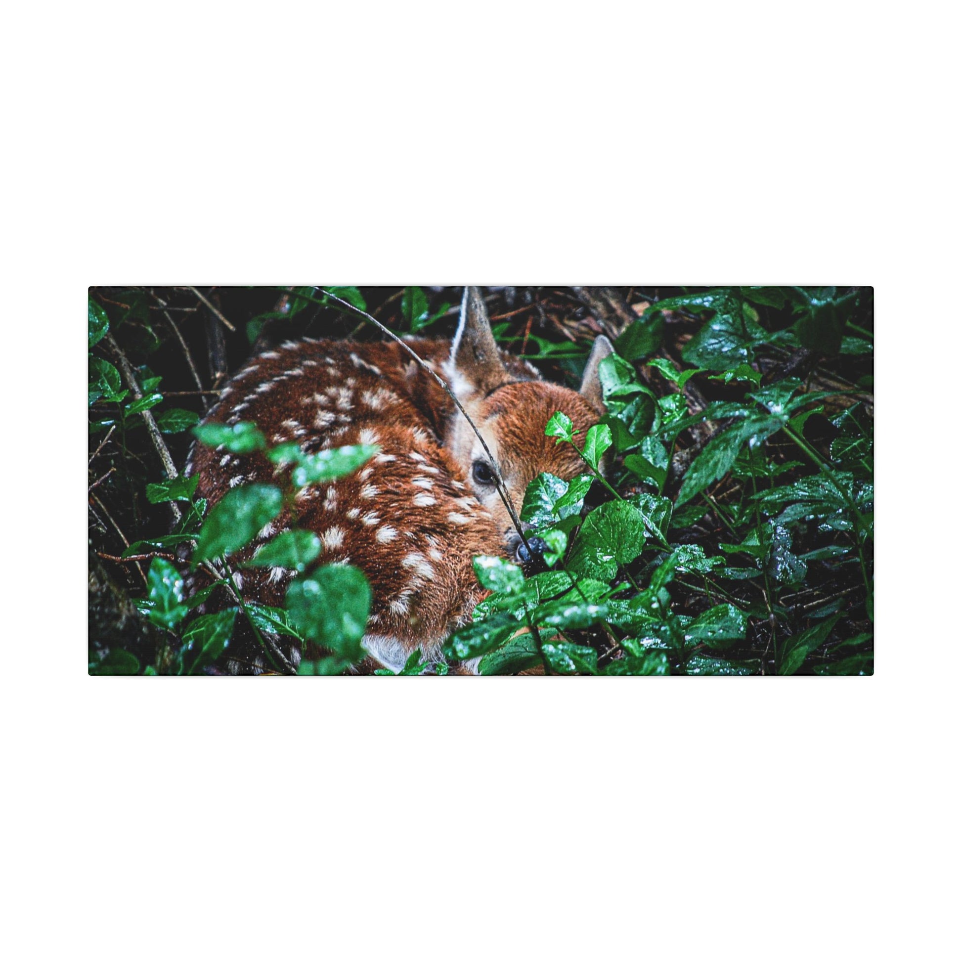 Sweet Dreams Faewood Fawn Stretched Canvas