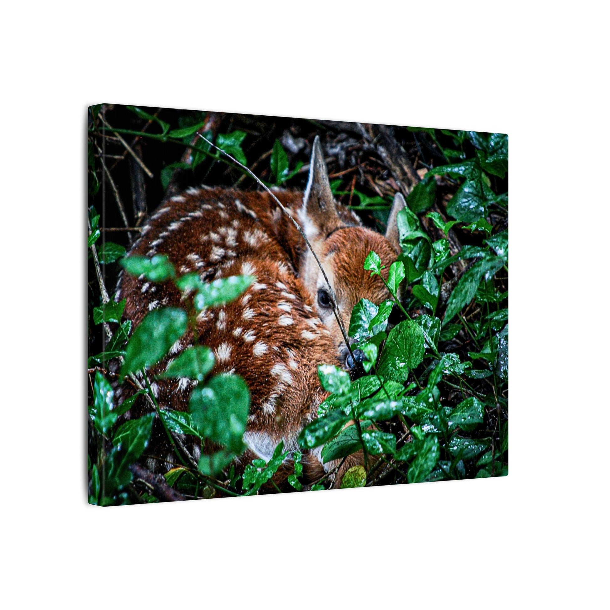 Sweet Dreams Faewood Fawn Stretched Canvas