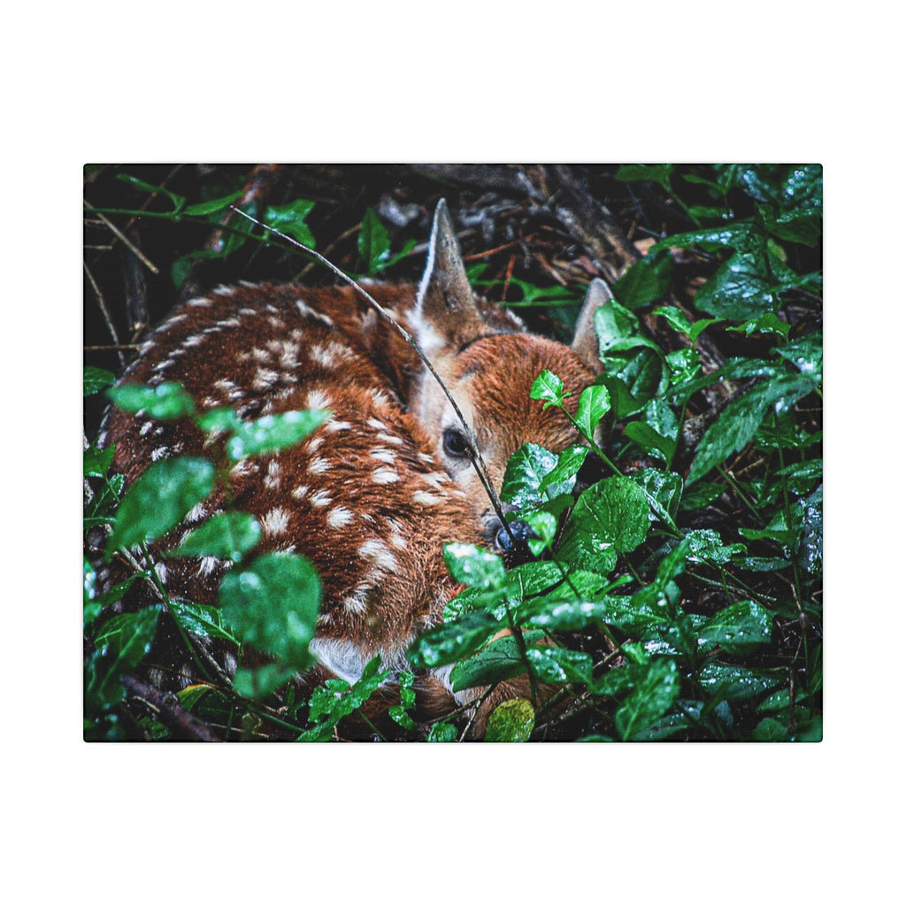 Sweet Dreams Faewood Fawn Stretched Canvas