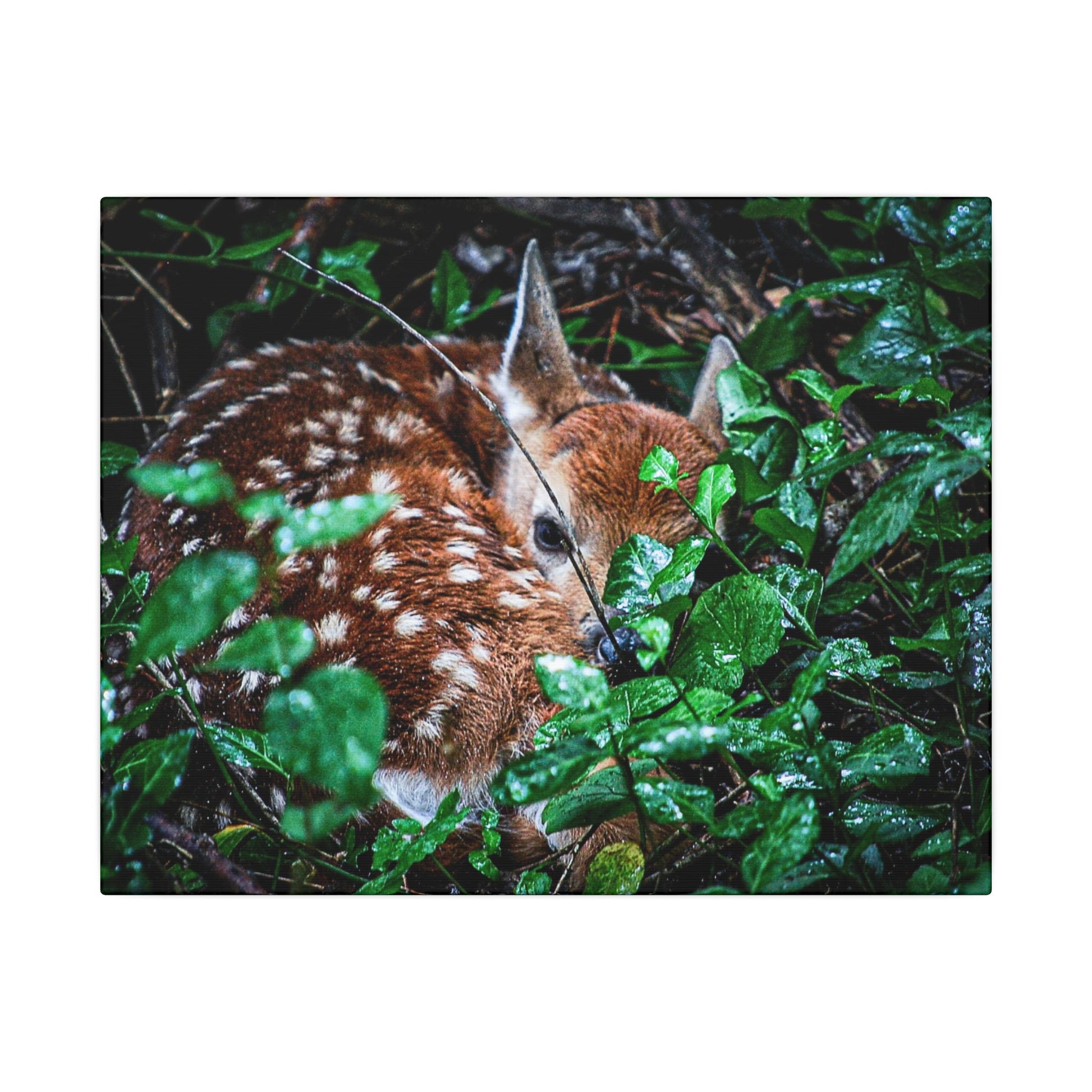 Sweet Dreams Faewood Fawn Stretched Canvas