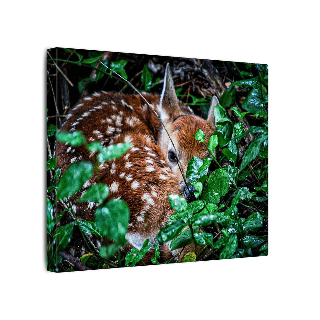 Sweet Dreams Faewood Fawn Stretched Canvas