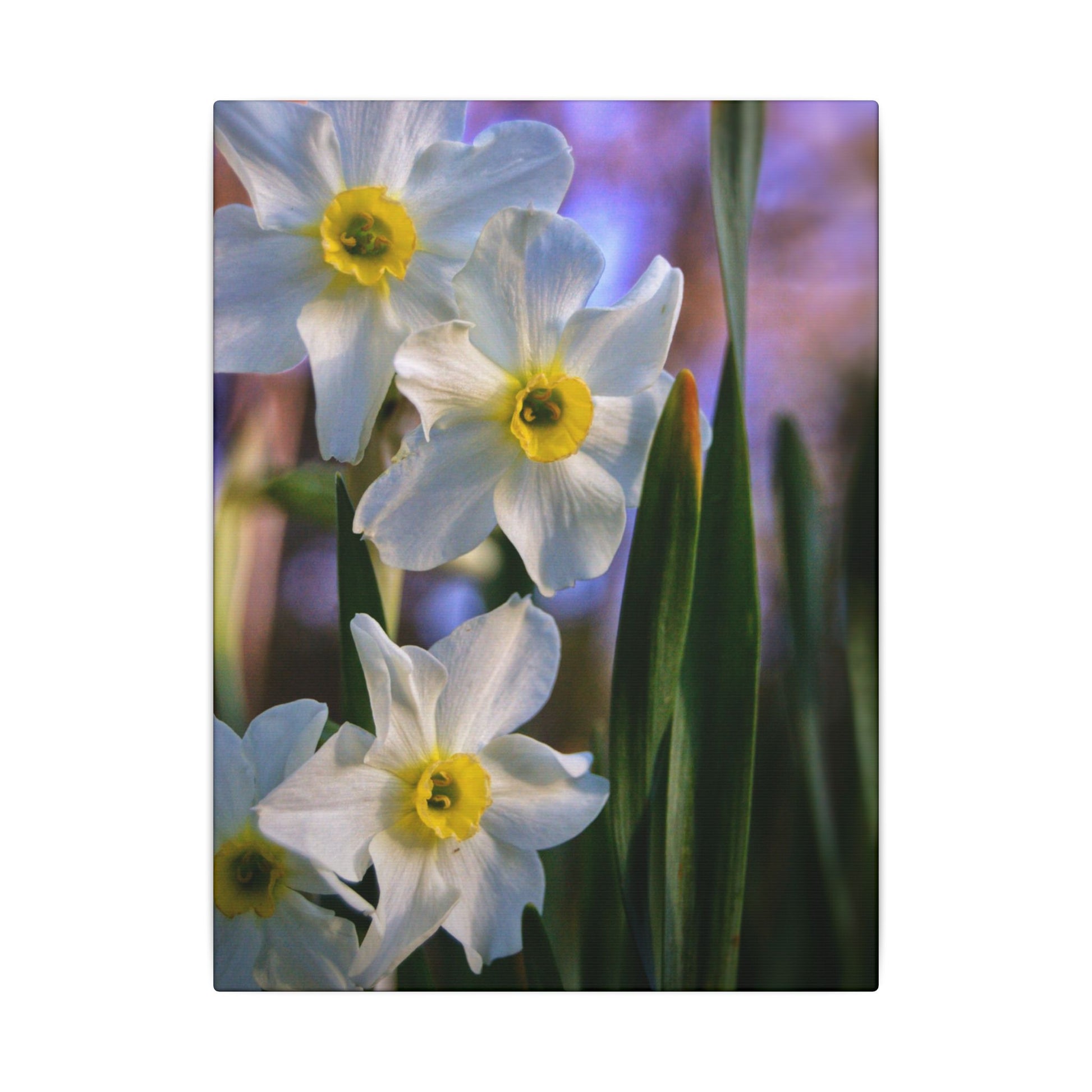 Daffodil Floral Canvas