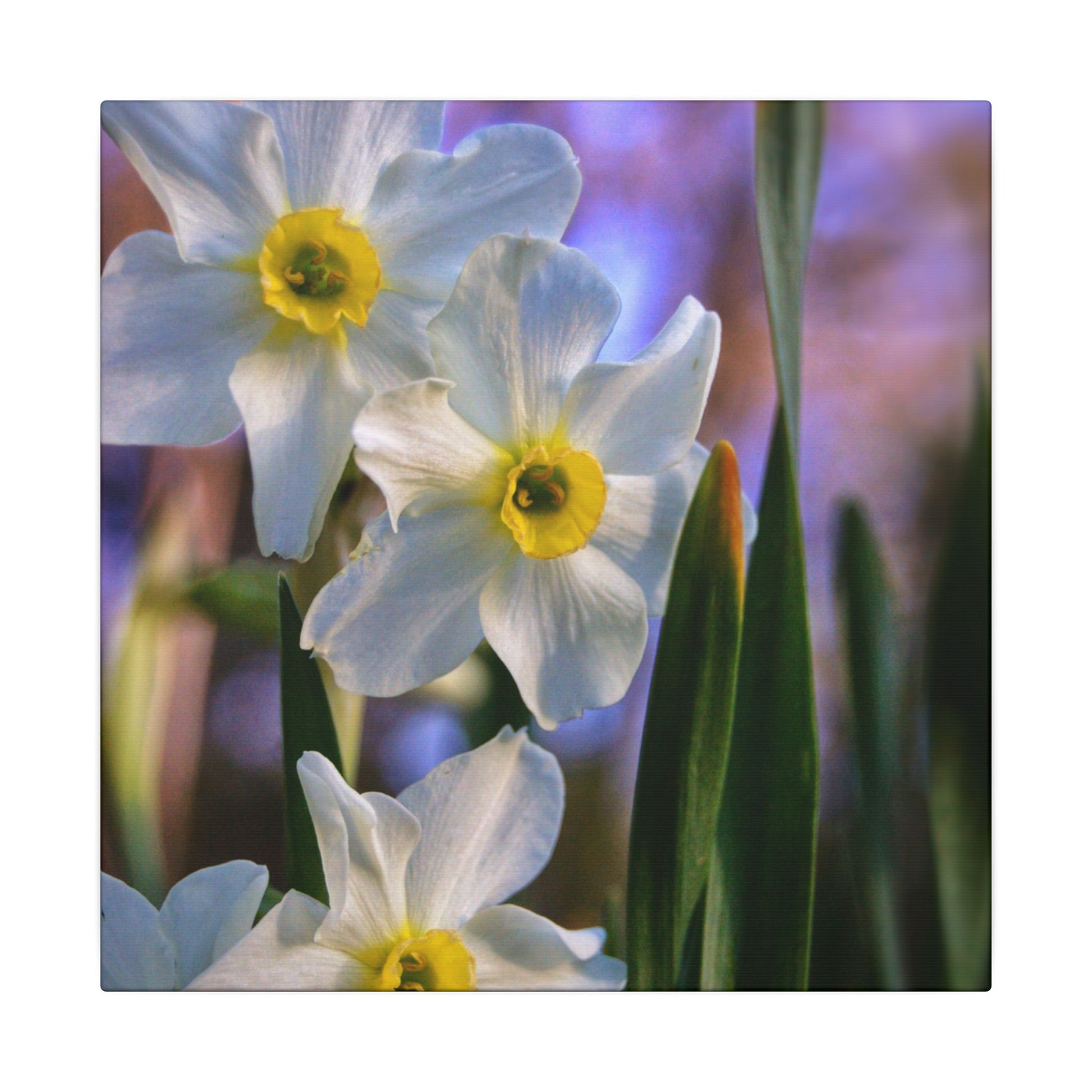 Daffodil Floral Canvas