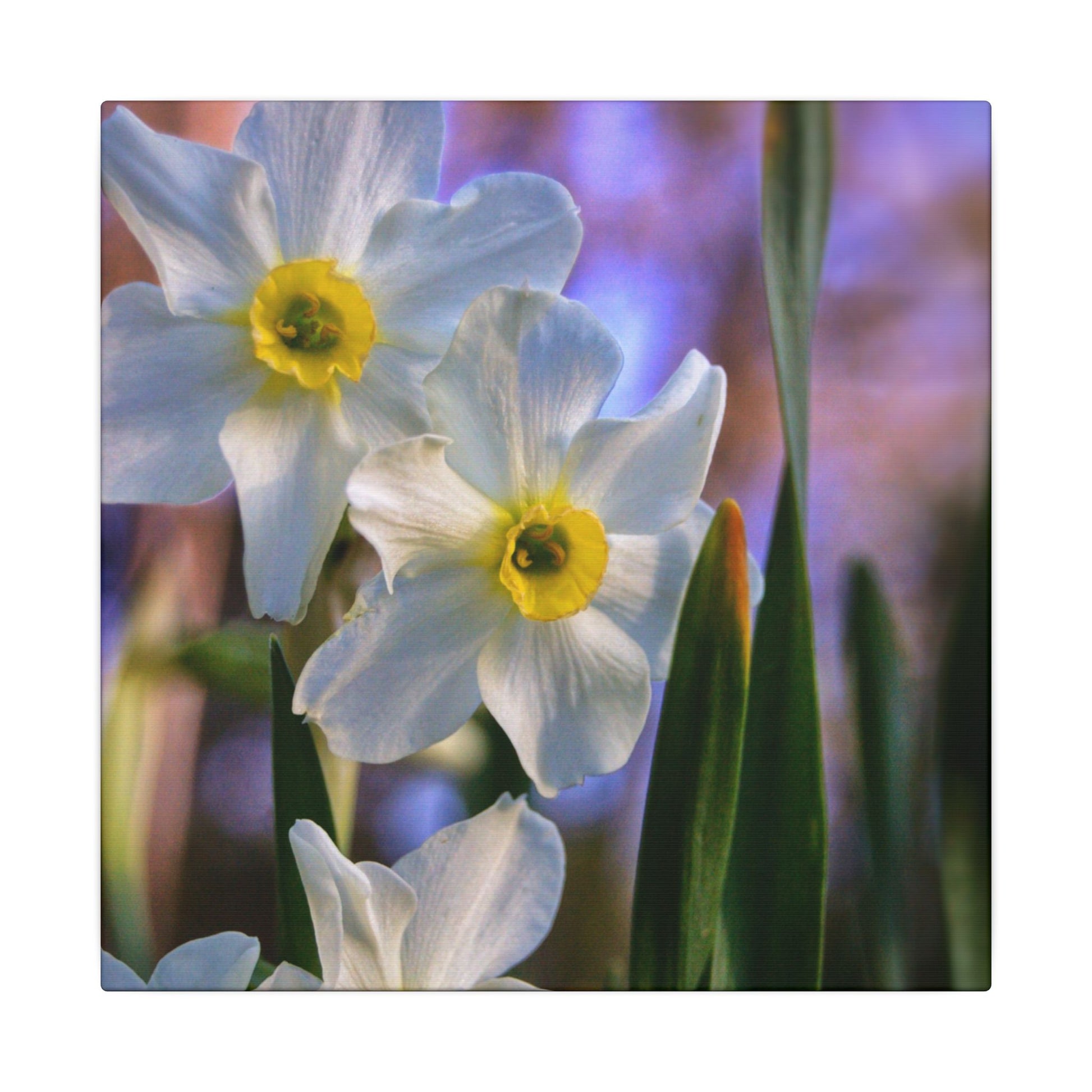 Daffodil Floral Canvas