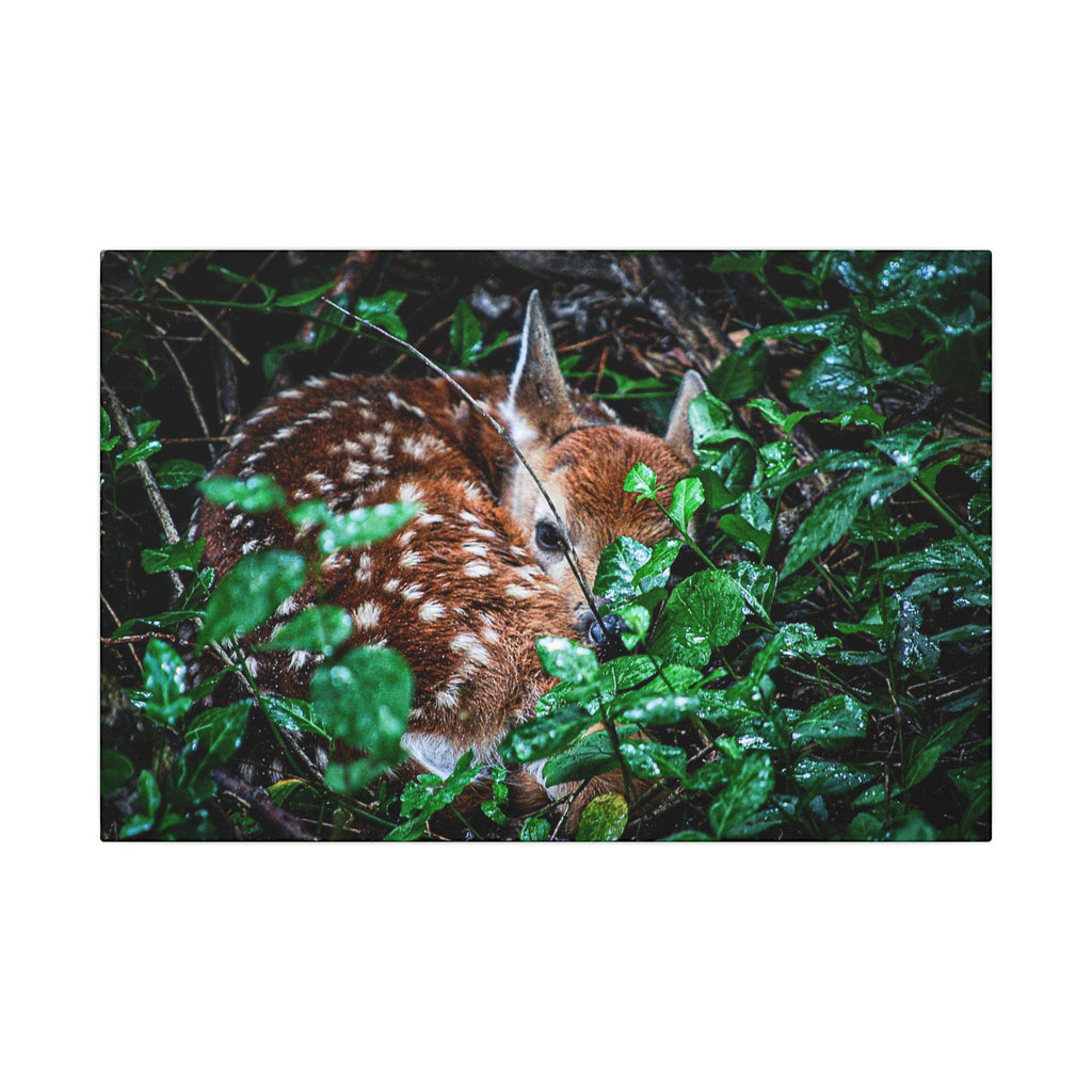 Sweet Dreams Faewood Fawn Stretched Canvas