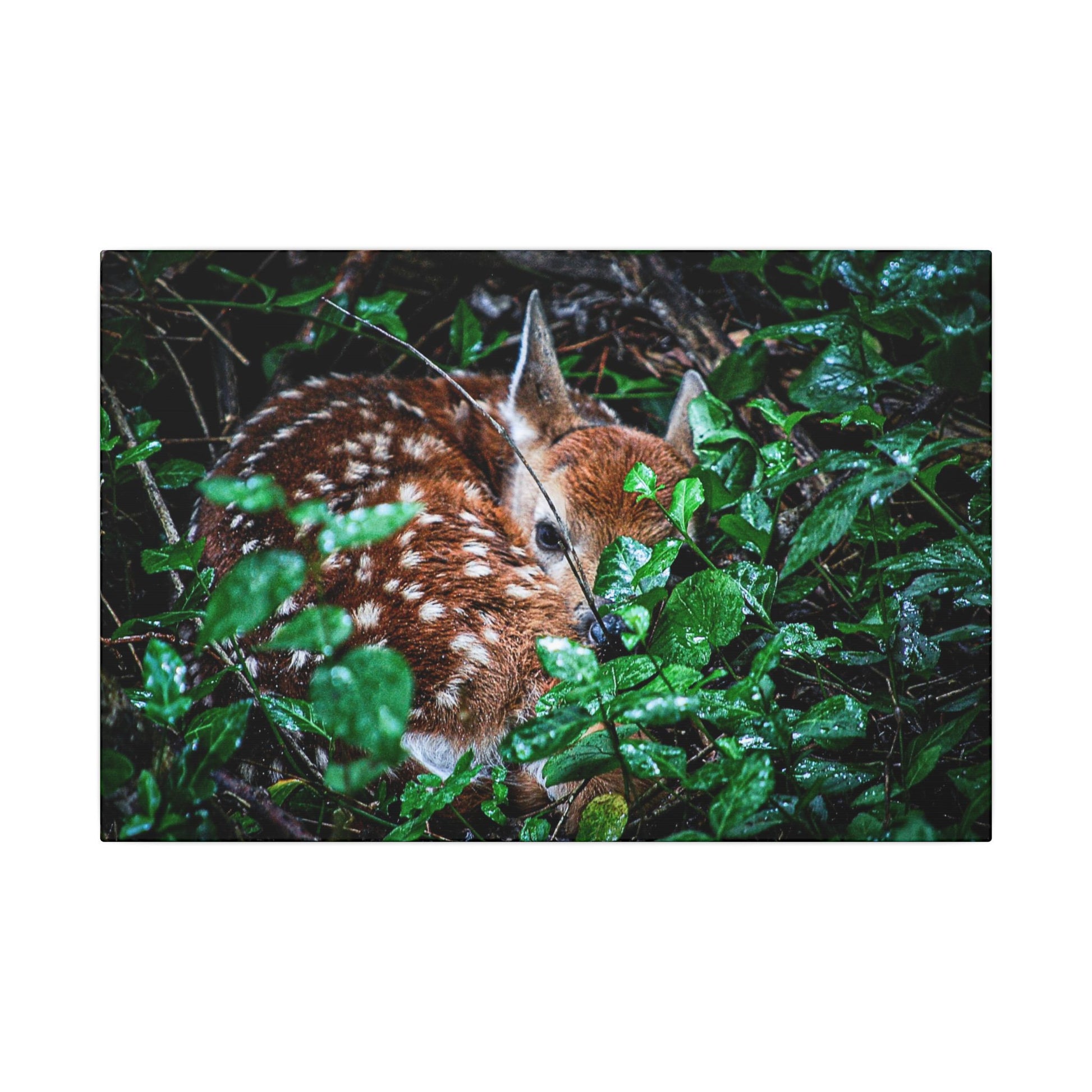 Sweet Dreams Faewood Fawn Stretched Canvas